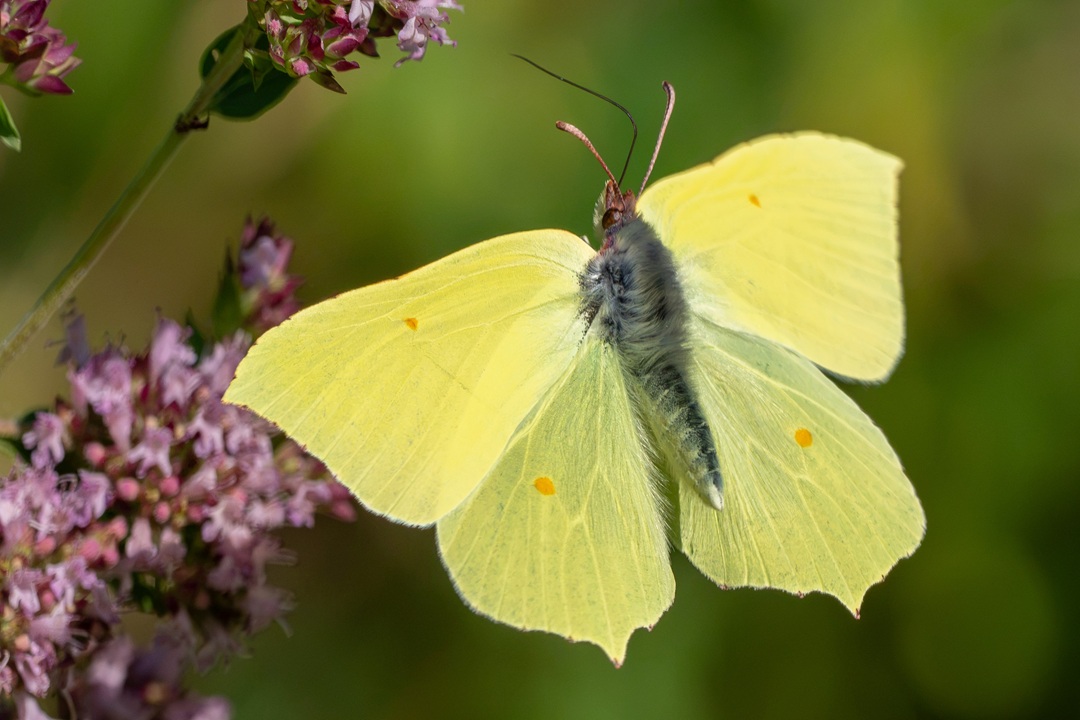 Vrijwilligers gezocht voor natuurbeheer in gemeente Heusden